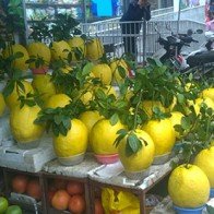 Bòng ‘khủng’ 1 triệu đồng hút hàng hơn bưởi Tết