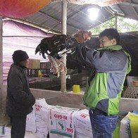 Giá gà Đông Tảo tăng mạnh dịp giáp tết