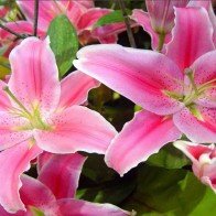 Mẹo mua và bảo quản hoa ly đẹp, tươi lâu trong 9 ngày Tết