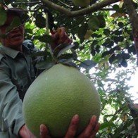 Bưởi thúng trúng giá, bưởi da xanh dội chợ