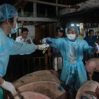 Heo Đồng Nai dính chất cấm vào Sài Gòn nhiều nhất