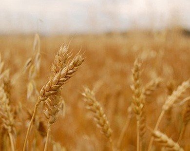 Báo Mỹ dự đoán Nga sắp thành cường quốc xuất khẩu ngũ cốc