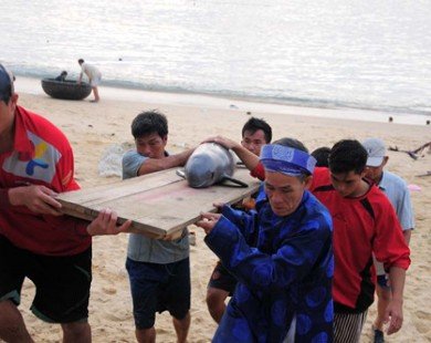 Cá voi dạt vào bờ biển Bình Định mùng 7 Tết