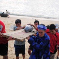 Cá voi dạt vào bờ biển Bình Định mùng 7 Tết