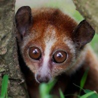 Vào vườn quốc gia Cát Tiên xem voọc mắc cỡ