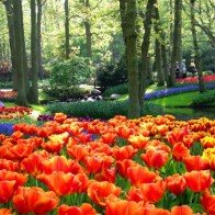 Lễ hội hoa Keukenhof tại Amsterdam