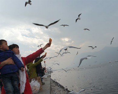 Trú đông ở hồ Điền Trì - Côn Minh