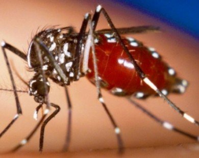 Những điều cần biết về loại virus mang tên Zika