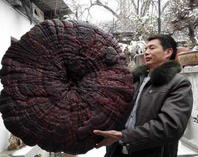 Cận cảnh cây nấm linh chi nặng 4,3kg, to như cái ô