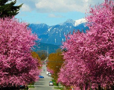 Những con đường hoa anh đào tuyệt đẹp trên thế giới