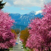 Những con đường hoa anh đào tuyệt đẹp trên thế giới