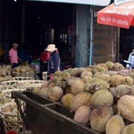 Nông dân Tiền Giang trở thành tỷ phú nhờ sầu riêng được giá