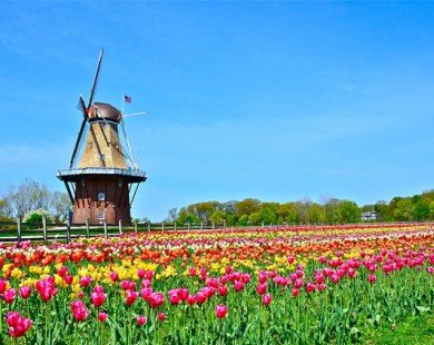 Nhớ mùa hoa Tulip