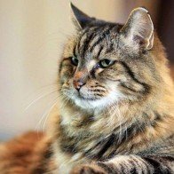 Chú mèo 121 tuổi già nhất thế giới sở hữu lượng fan "khủng" trên Instagram