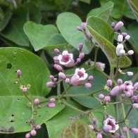 Bị những bệnh sau chỉ cần dùng lá mơ lông là khỏi