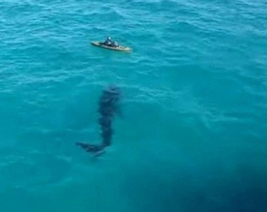 Video: Đi bơi gặp cá mập khổng lồ