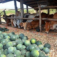 Dưa hấu 300 đồng/kg - ai cứu nông dân?