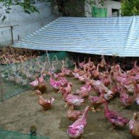 500 đồng 1 quả trứng vịt, người nuôi lỗ nặng