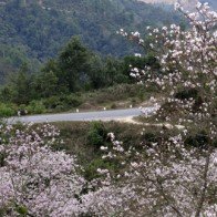 Tháng 3 ngắm hoa ban khoe sắc giữa núi rừng Tây Bắc