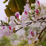 Điện Biên 'bắt' hoa ban nở đúng lễ hội