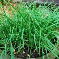 Vì sao muốn nuôi con khỏe mẹ nào cũng cần có lá hẹ?