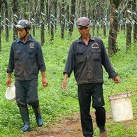 Lao đao vì ‘vàng trắng' mất giá