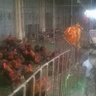 Người tiêu dùng quay lưng với giống gà nhập lậu