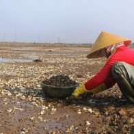 400 tấn ngao chết trắng, dân khóc ròng vì lỗ tiền tỷ