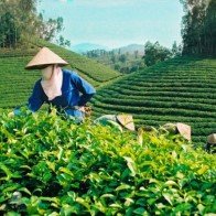 Chè Việt thắng về lượng nhưng... thua "đậm" về giá