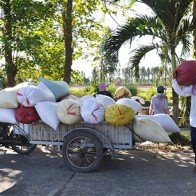 Giá lúa gạo tăng cao, thương lái khó gom đủ hàng