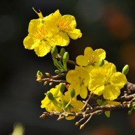 Lễ hội hoa anh đào Hạ Long lần đầu có mai vàng Yên Tử