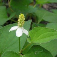 Bài thuốc chữa sỏi thận không cần dùng thuốc tây