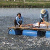 Cá tra nguyên liệu bắt đầu sốt giá