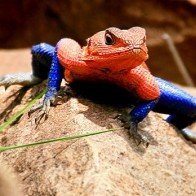 Thích thú với loài thằn lằn giống hệt người nhện