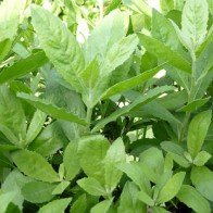 Loại cây quen thuộc giúp nhiều người thoát khỏi "bàn tay tử thần"