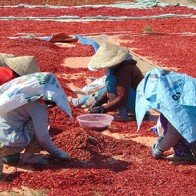 Ớt giảm giá gần một nửa