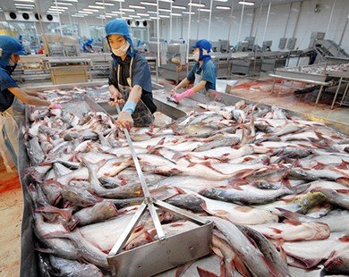 Thuế chống bán phá giá không ảnh hưởng đến xuất khẩu cá tra