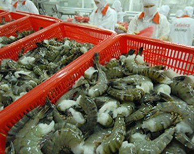 Xâm nhập mặn ‘kéo’ giá tôm, cá xuất khẩu giảm mạnh