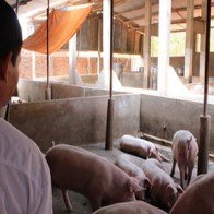 Hà Lan bỏ tù người bỏ chất cấm vô thức ăn chăn nuôi