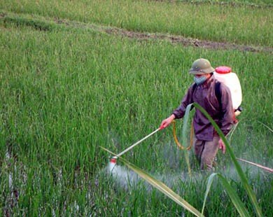 Thuốc diệt cỏ chứa Glyphosate: Thế giới cấm, Việt Nam vẫn bán chạy