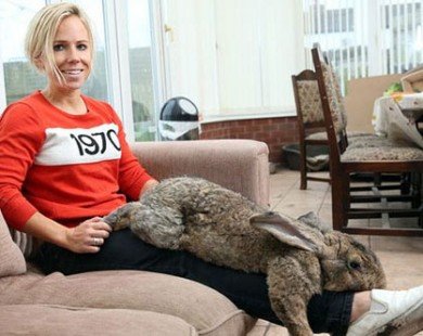 Kỳ lạ chú thỏ mới 18 tháng đã lớn ngang đứa trẻ 7 tuổi