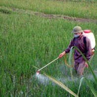 Thuốc diệt cỏ chứa Glyphosate: Thế giới cấm, Việt Nam vẫn bán chạy