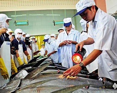 Cá ngừ đại dương Việt Nam đạt giá kỷ lục tại Nhật
