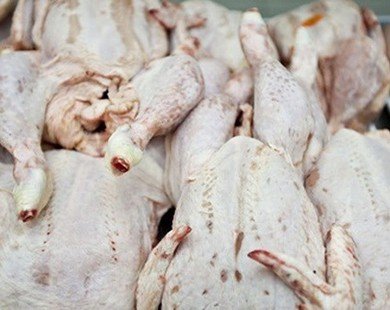 100% gà Trung Quốc nhập vào Việt Nam trái phép
