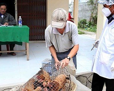 Hà Nội: Bắt và tiêu hủy gần 1 tấn gà nhập lậu từ Trung Quốc
