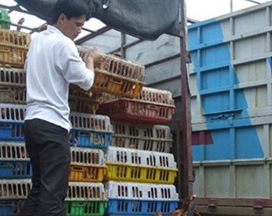 “Phát sốt” với đề xuất nhập khẩu gà chính ngạch từ Trung Quốc