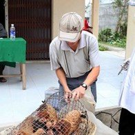 Hà Nội: Bắt và tiêu hủy gần 1 tấn gà nhập lậu từ Trung Quốc