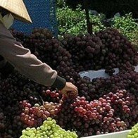 Thận trọng khi mua nho chùm Ninh Thuận
