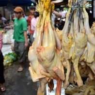 Làm thế nào để nhận biết gà nhuộm hóa chất