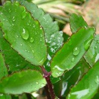 5 loại cây chữa bỏng cực nhanh cực hiệu quả